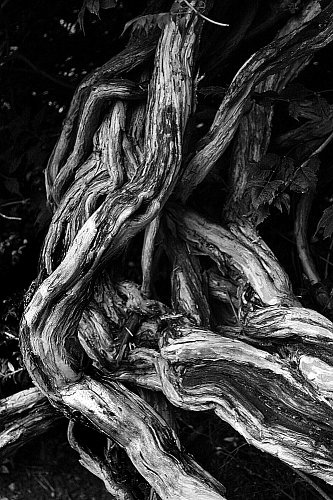 Twisted tree