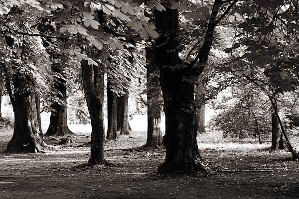 Botanic Garden Trees