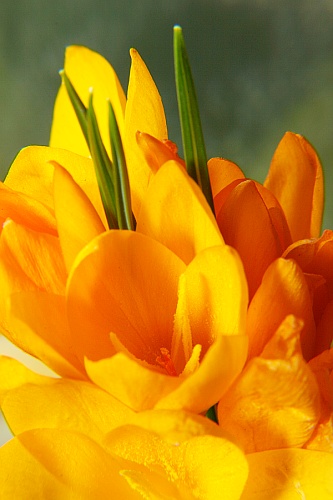 Crocus