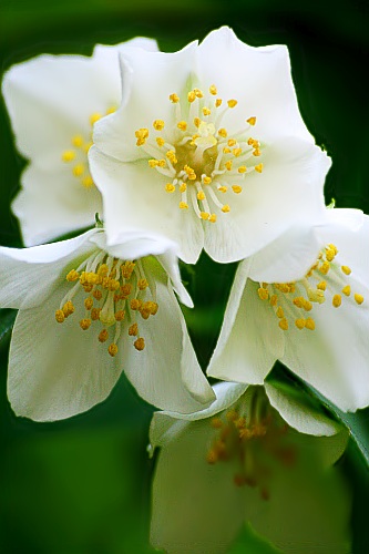 pure white flower
