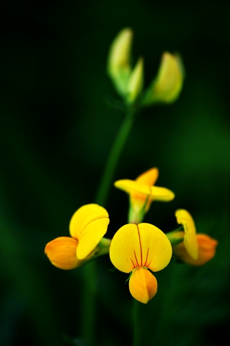 Small yellow flower