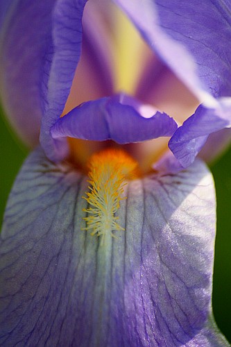 il cuore dell'iris