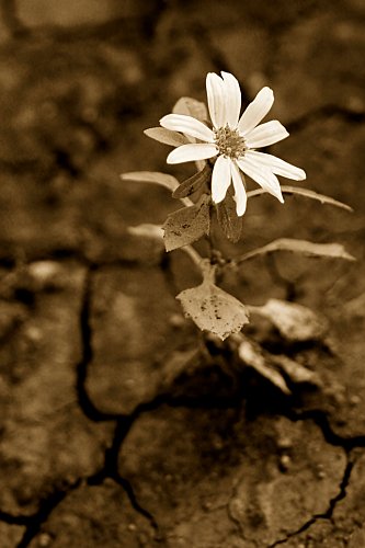Speranta intr-o lume desarta Hope in a hopeless world