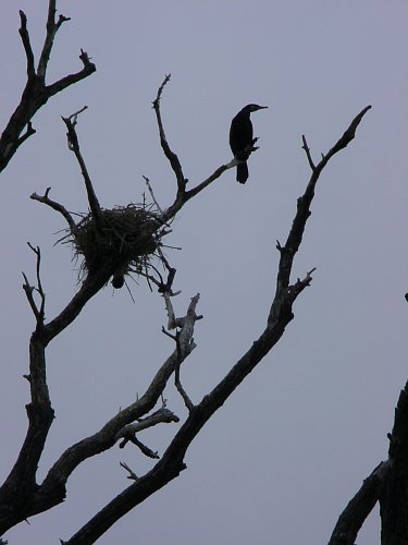 cormorant