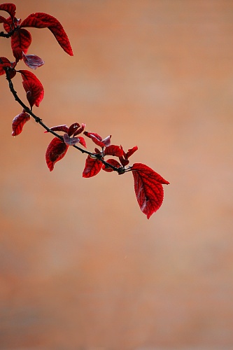 Red Leafs