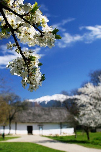 Romanian Spring